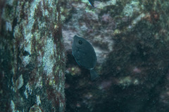 Prionurus maculatus