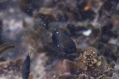 Acanthurus dussumieri