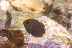 Acanthurus dussumieri