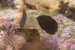 Acanthurus dussumieri