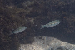 Atherinomorus vaigiensis