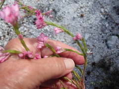 Erica corifolia bracteata