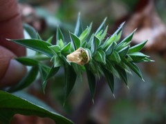 Lepidagathis cuspidata
