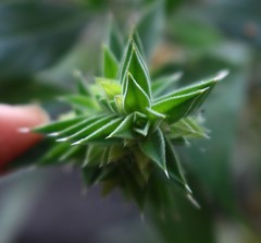 Lepidagathis cuspidata