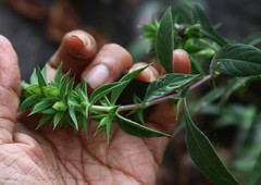 Lepidagathis cuspidata