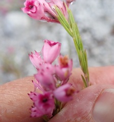 Erica corifolia bracteata