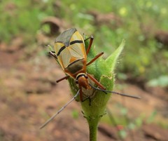 Dysdercus nigrofasciatus