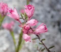 Erica corifolia bracteata