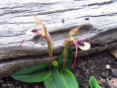 Chiloglottis seminuda