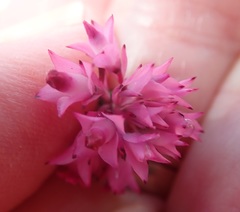 Erica corifolia bracteata