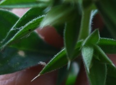 Lepidagathis cuspidata