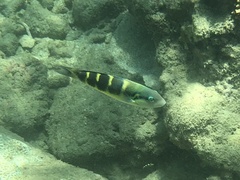 Thalassoma jansenii