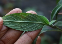 Lepidagathis cuspidata