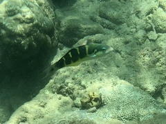 Thalassoma jansenii