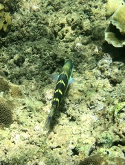 Thalassoma jansenii