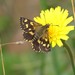 Alpine Sedge-Skipper - Photo (c) JohnNewman, some rights reserved (CC BY-NC), uploaded by JohnNewman