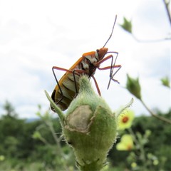 Dysdercus nigrofasciatus