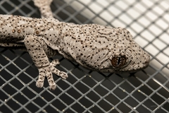 Strophurus williamsi