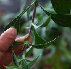 Lepidagathis cuspidata