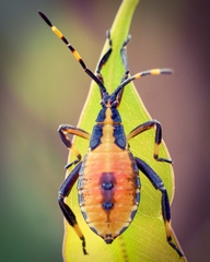 Amorbini