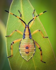 Amorbini