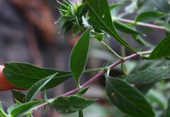 Lepidagathis cuspidata