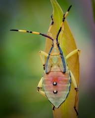 Amorbini
