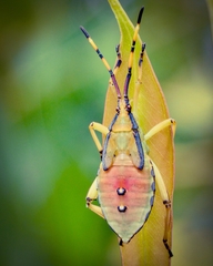 Amorbini