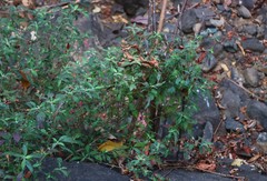 Lepidagathis cuspidata