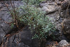 Lepidagathis cuspidata