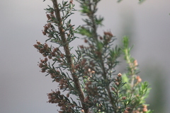 Erica lusitanica