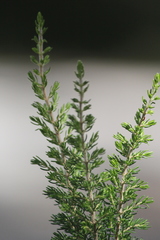 Erica lusitanica
