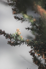 Erica lusitanica
