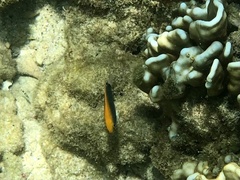 Pomacentrus chrysurus