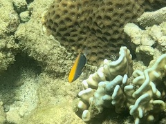 Pomacentrus chrysurus