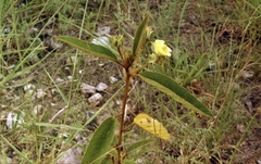 Melhania forbesii
