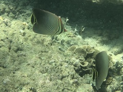 Chaetodon triangulum