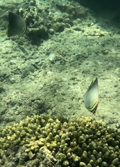 Chaetodon triangulum
