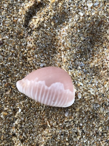 Triviella aperta observed 2021-02-25