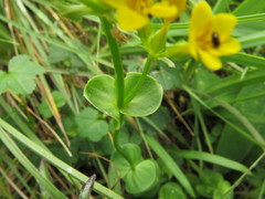Sebaea sedoides