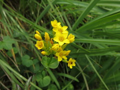 Sebaea sedoides