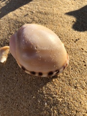 Semicassis zeylanica