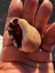 Semicassis zeylanica