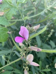 Tephrosia euchroa