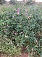 Tephrosia euchroa