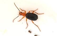 Brachinus crepitans