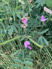 Tephrosia euchroa