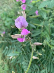 Tephrosia euchroa