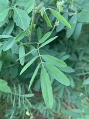 Tephrosia euchroa