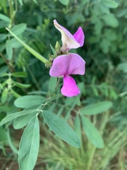 Tephrosia euchroa